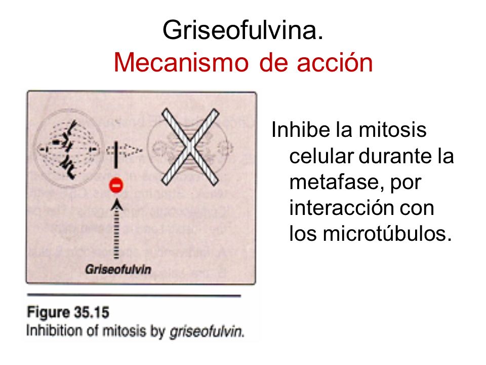 GRISEOFULVINA MECANISMO DE ACCION PDF DOWNLOAD GRISEOFULVINA MECANISMO DE ACCION PDF DOWNLOAD